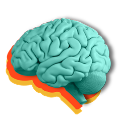 Brain Up
